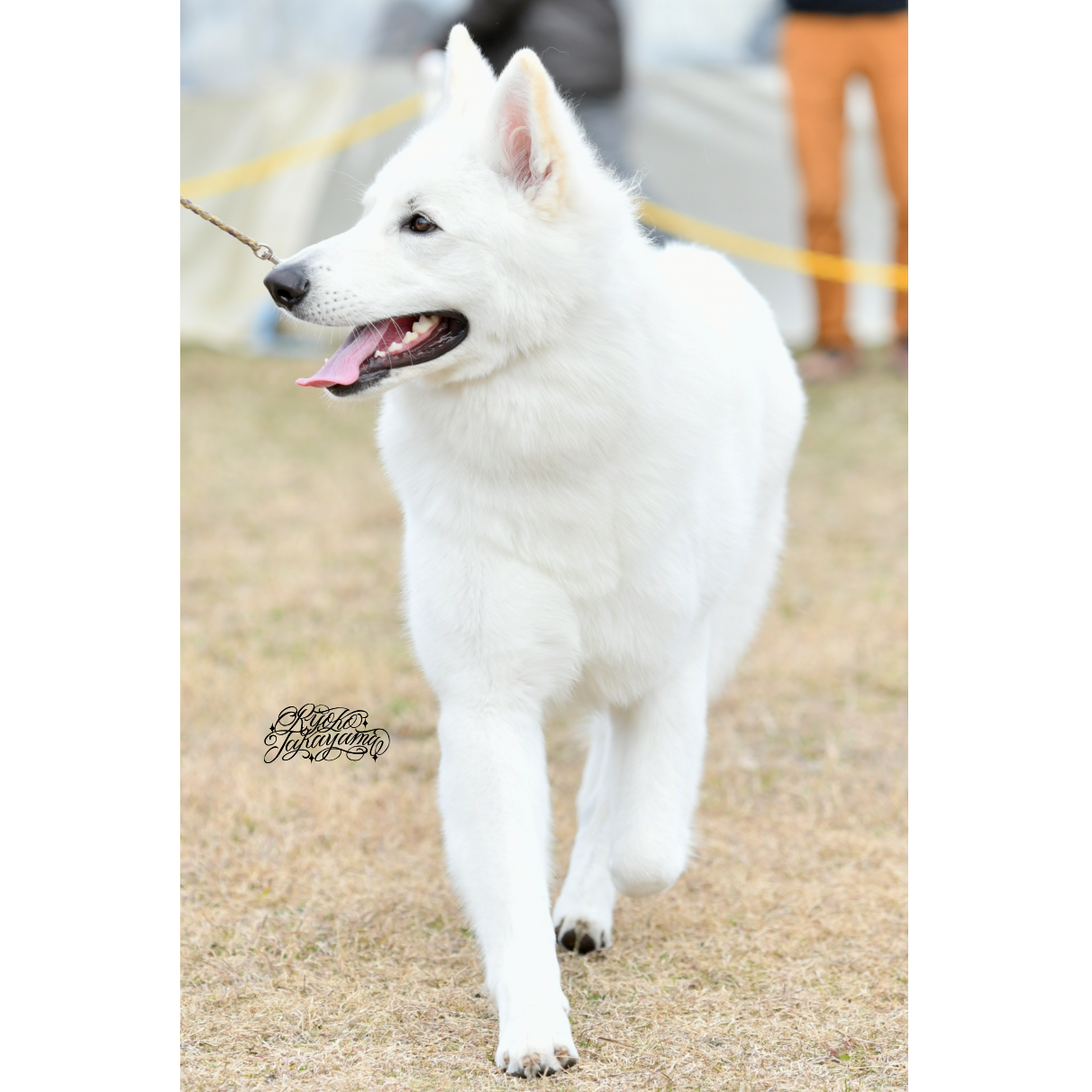 Gallery ホワイトスイスシェパード専門犬舎 Annie S Tribe
